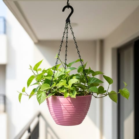 Paan / Betel Leaf in 7 Inch Candyblush Pink Premium Zylo Hanging Plastic Basket