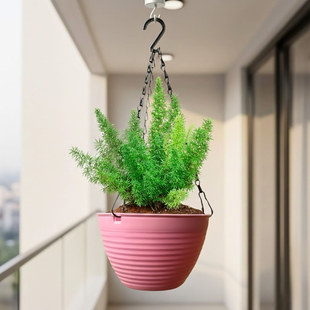 Asparagus Mary in 7 Inch Candyblush Pink Premium Zylo Hanging Plastic Basket