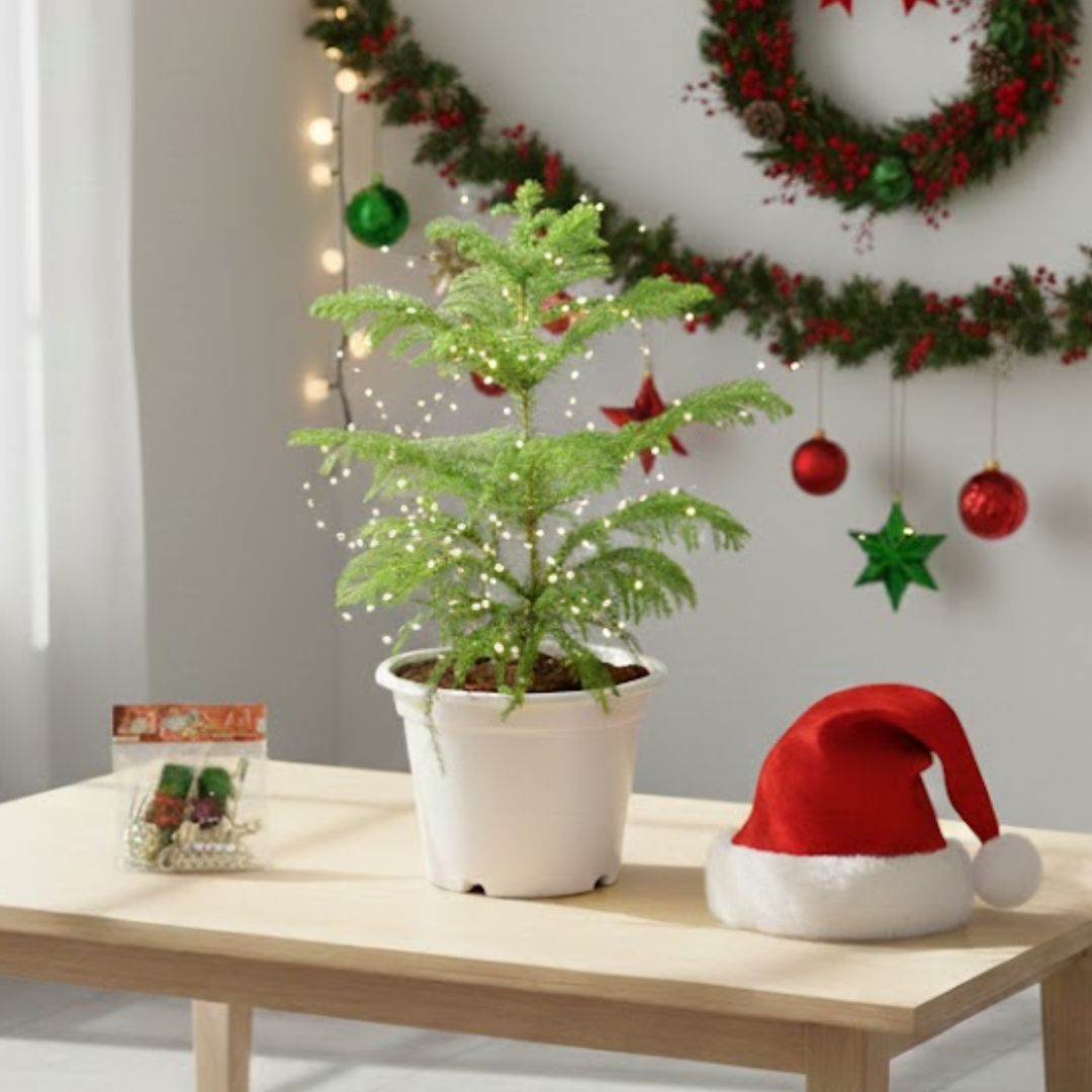Araucaria / Christmas Tree in 6 Inch Nursery Pot - With Fairy Lights, Santa Cap, & Xmas Decor