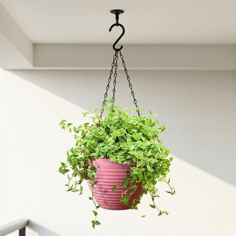Turtle Vine Green in 7 Inch Candyblush Pink Premium Zylo Hanging Plastic Basket