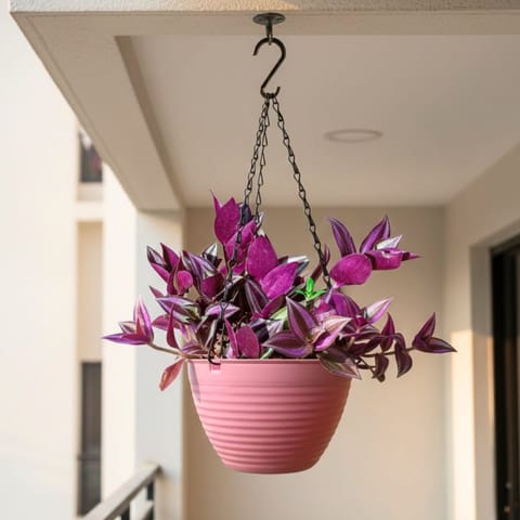 Wandering Jew  in 7 Inch Candyblush Pink Premium Zylo Hanging Plastic Basket