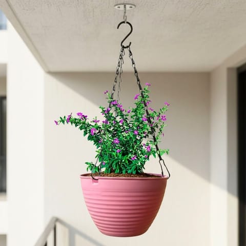 Cuphea / False Heather Pink in 7 Inch Candyblush Pink Premium Zylo Hanging Plastic Basket