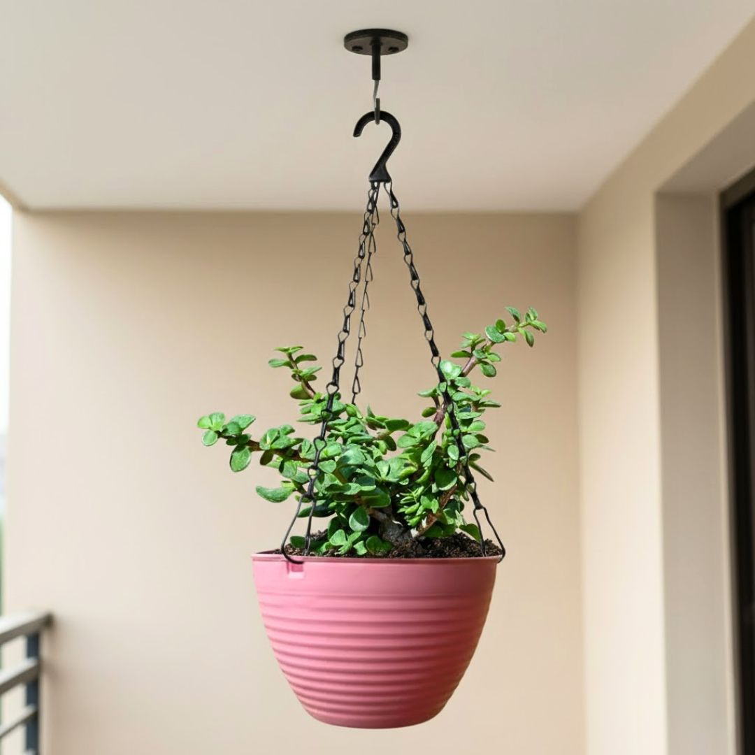 Lucky Jade in 7 Inch Candyblush Pink Premium Zylo Hanging Plastic Basket