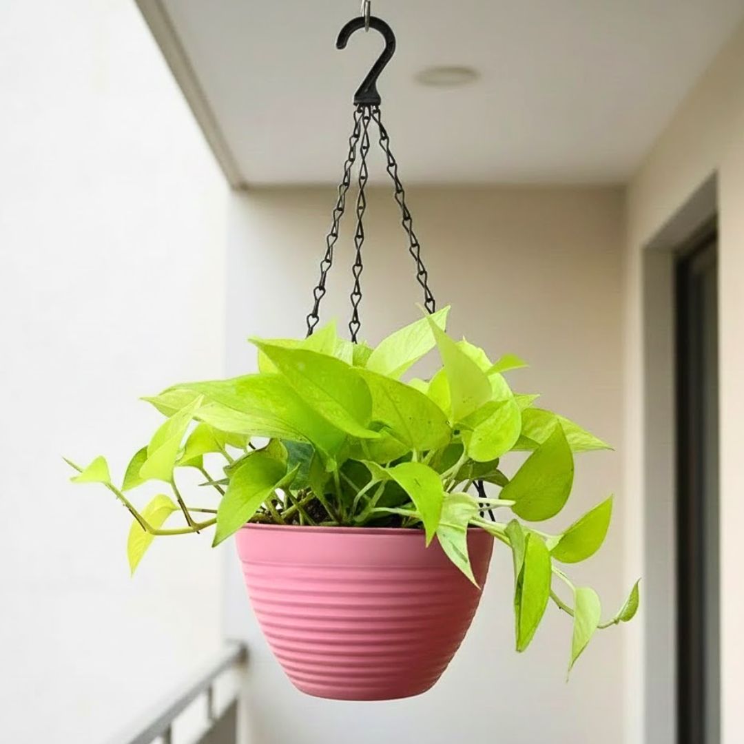 Money Plant Golden in 7 Inch Candyblush Pink Premium Zylo Hanging Plastic Basket