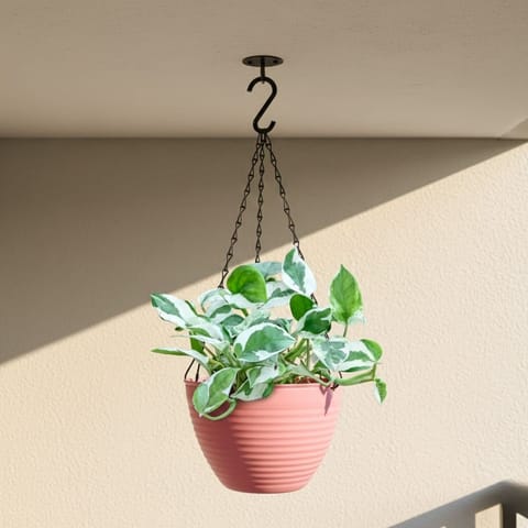 Money Plant N'Joy in 7 Inch Candyblush Pink Premium Zylo Hanging Plastic Basket