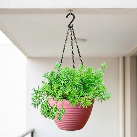 Sedum Green Succulent in 7 Inch Candyblush Pink Premium Zylo Hanging Plastic Basket