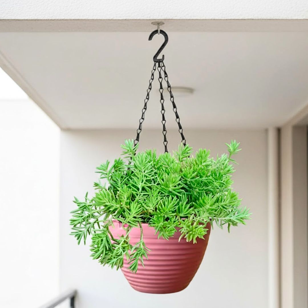 Sedum Green Succulent in 7 Inch Candyblush Pink Premium Zylo Hanging Plastic Basket