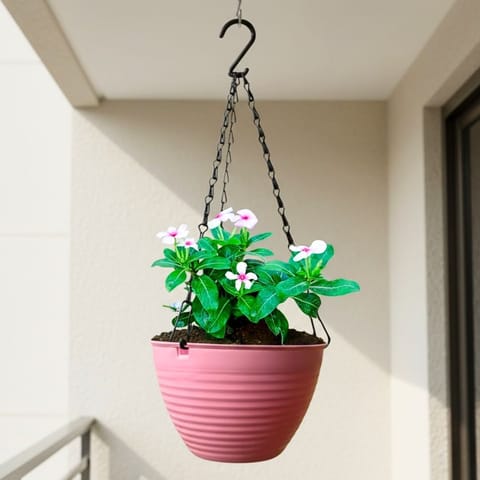 Periwinkle / Sadabahar / Vinca in 7 Inch Live Plant Candyblush Pink Premium Zylo Hanging Plastic Basket (Any Colour)