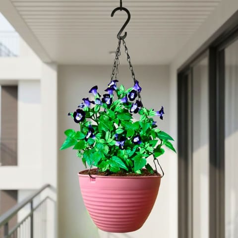 Torenia / Wishbone in 7 Inch Candyblush Pink Premium Zylo Hanging Plastic Basket