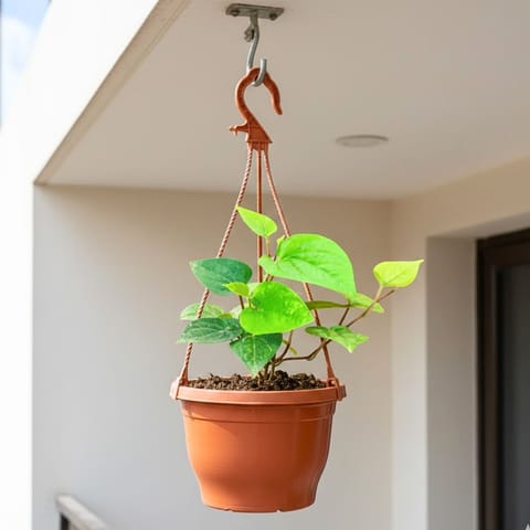Paan / Betel Leaf in 7 Inch Terracotta Red Premium Evara Hanging Plastic Pot