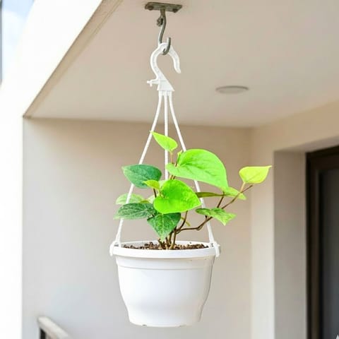 Paan / Betel Leaf in 7 Inch White Premium Evara Hanging Plastic Pot