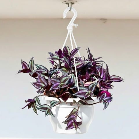 Wandering Jew in 7 Inch White Premium Evara Hanging Plastic Pot