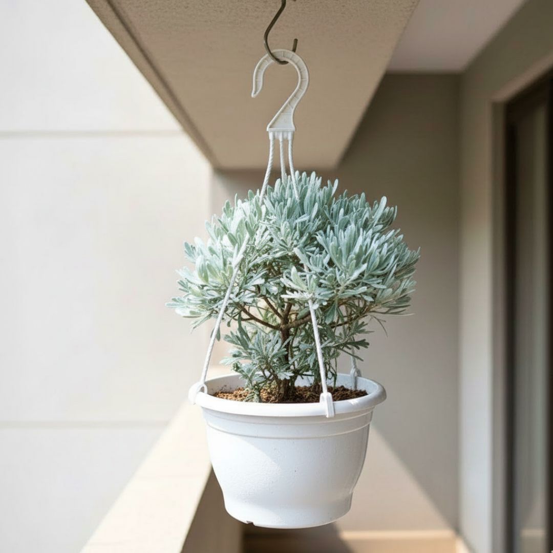 Lavender in 7 Inch White Premium Evara Hanging Plastic Pot