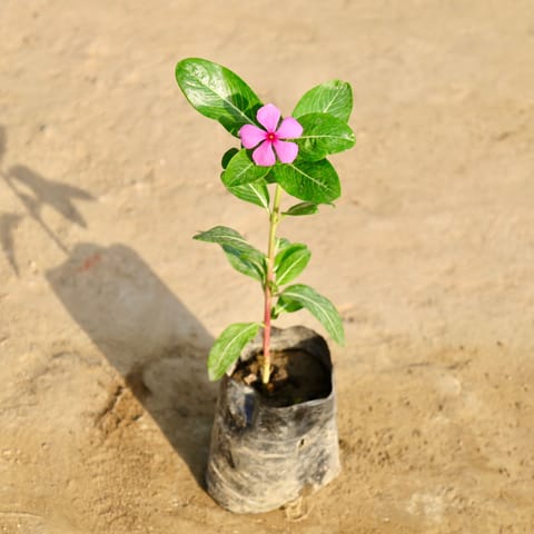 Periwinkle / Sadabahar / Vinca (Any Colour) in 5 Inch Nursery bag