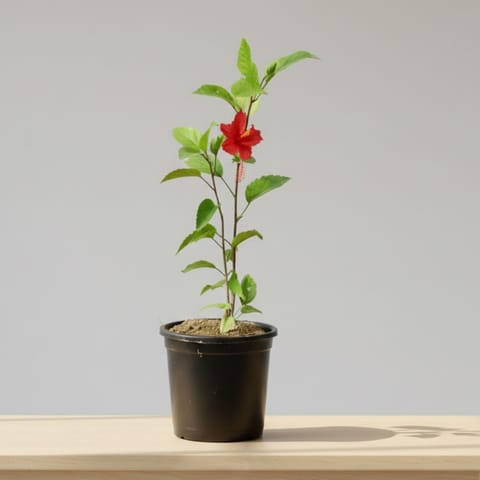 Hibiscus Red in 6 Inch Nursery Pot