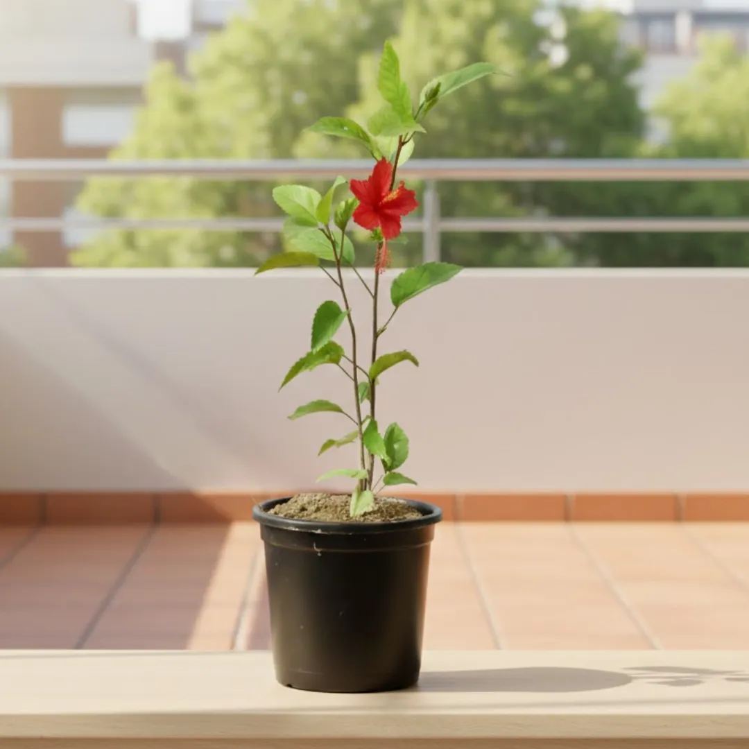 Hibiscus Red in 6 Inch Nursery Pot