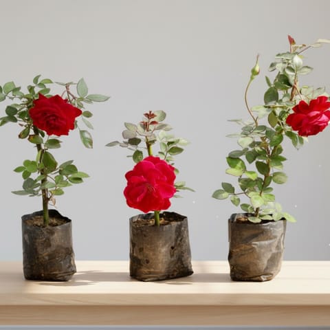 Roses Delight Set of 3 -  Rose / Gulab Red in 4 Inch Nursery bag