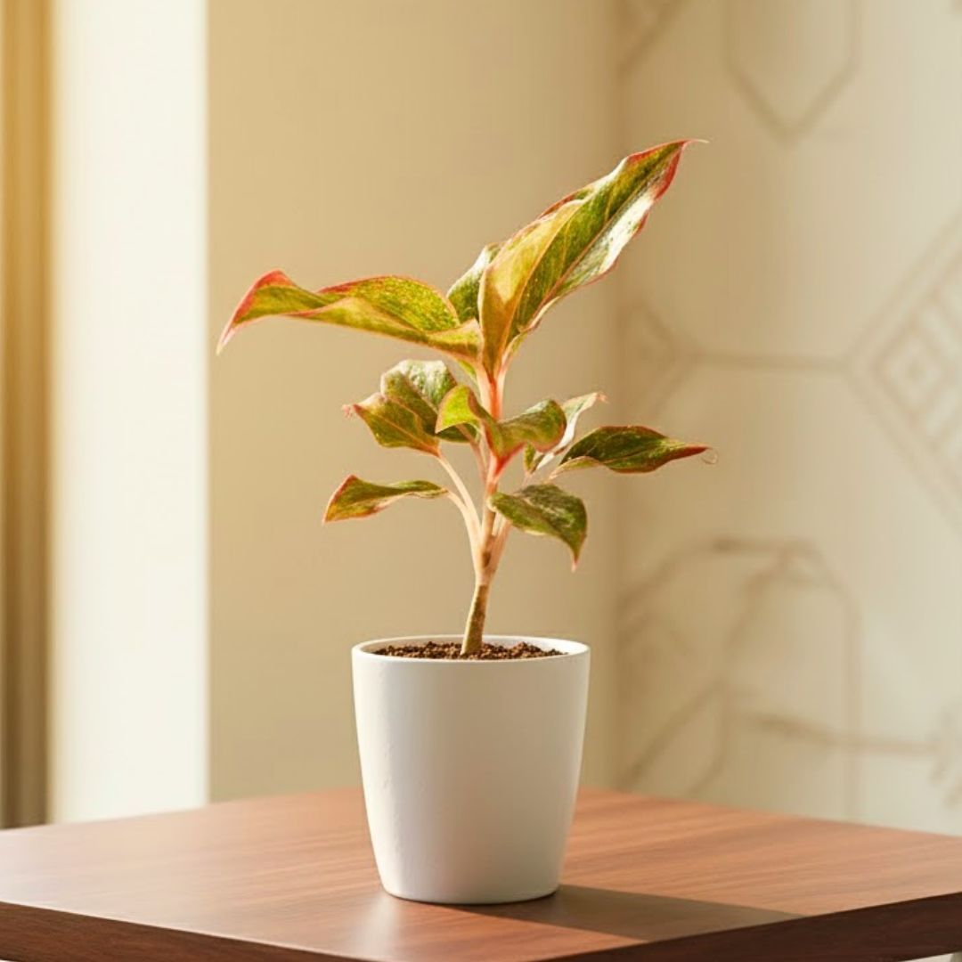 Aglaonema Lipstick in 5 Inch White Premium Sphere Plastic Pot