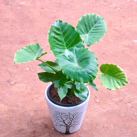 Alocasia in 12 Inch Creme Moroccan Art Printed Handcrafted Ceramic Pot- Gloss Finish Indoor Plant Pot, Succulent Planter, Home Décor