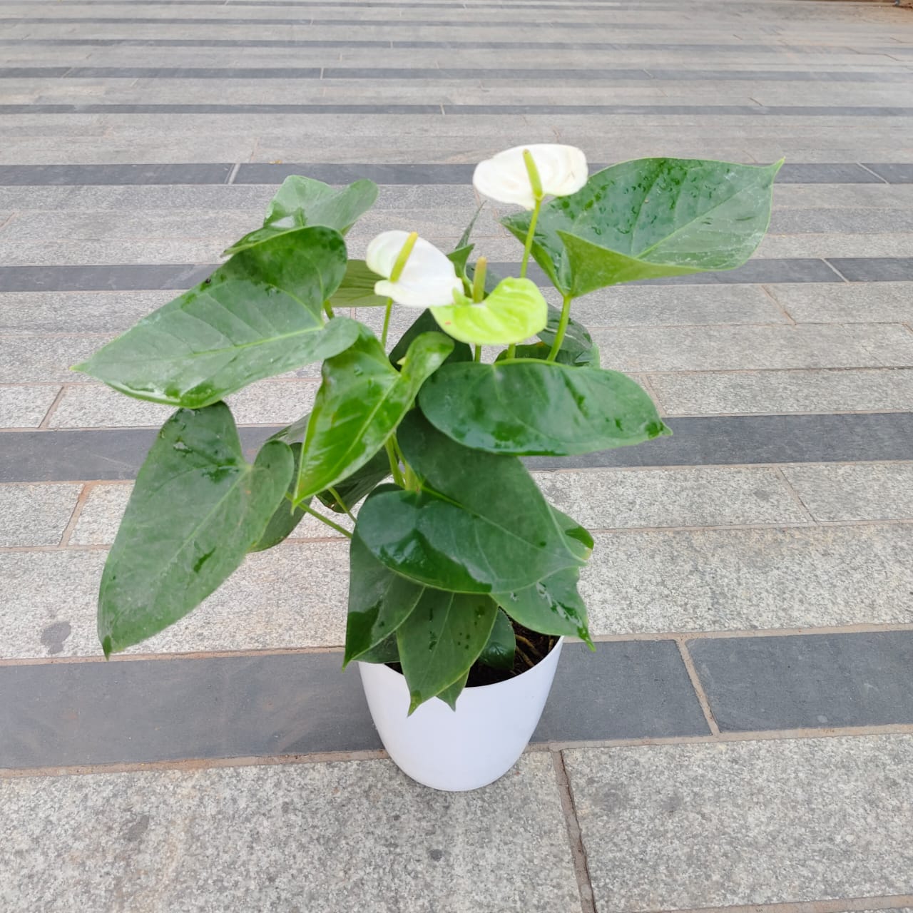 Anthurium White in 6 Inch White Premium Plastic Pot