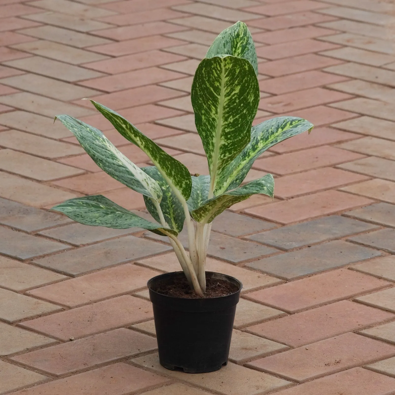 Aglaonema Golden Madonna in 5 Inch Nursery Pot
