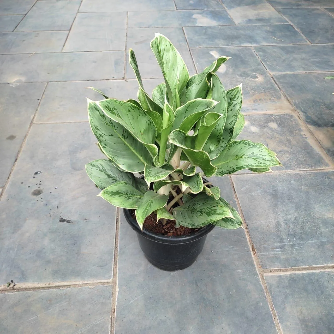 Aglaonema Chinese Evergreen Bushy in 8 Inch Nursery Pot