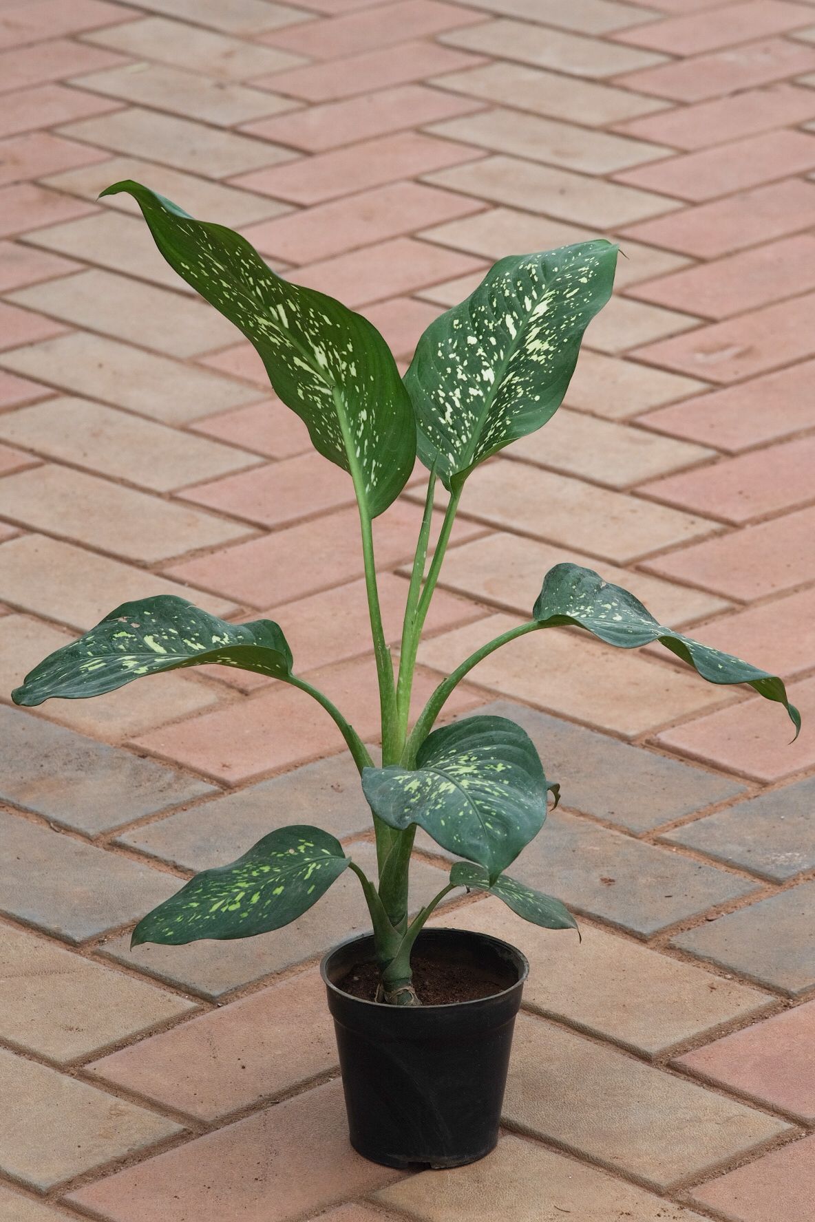 Aglaonema Emerald Star in 5 Inch Nursery Pot