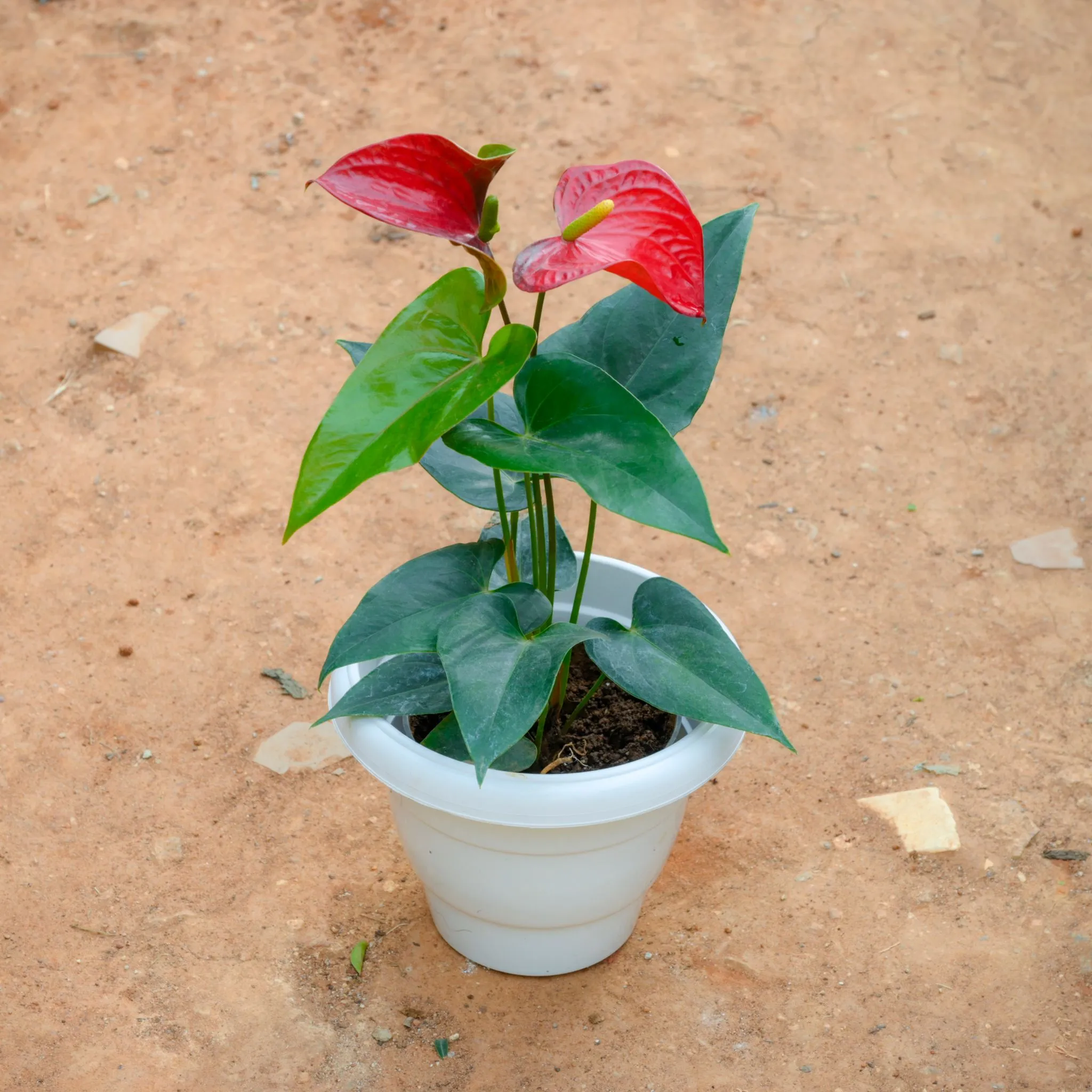 Anthurium Red in 8 Inch White Classy Plastic Pot