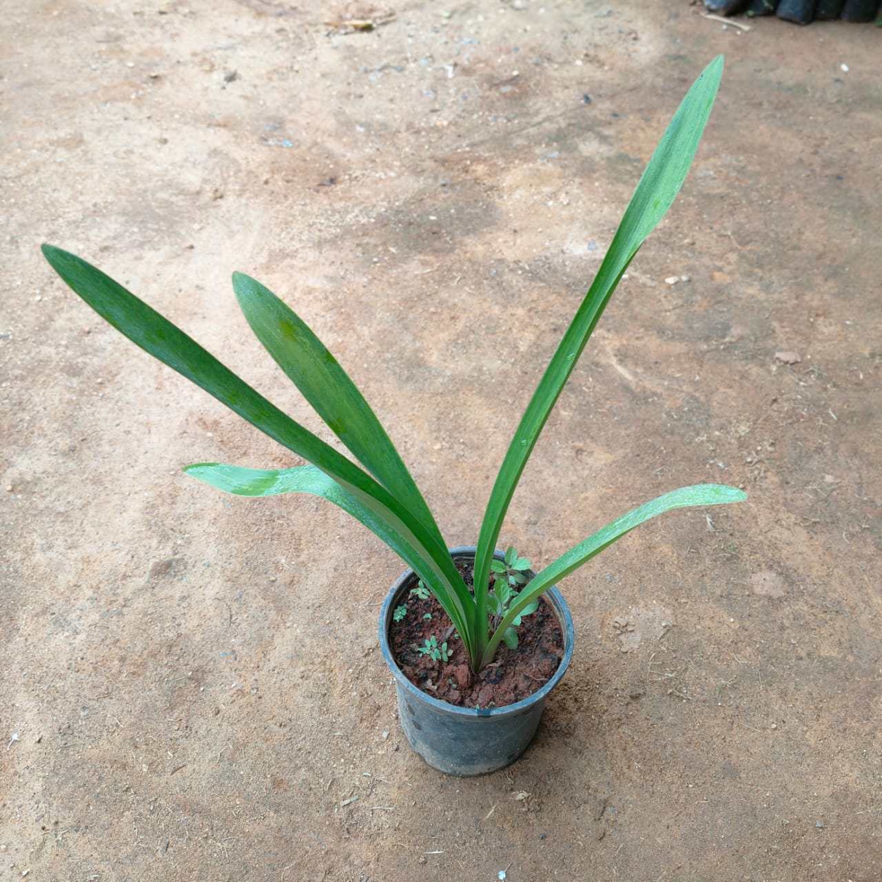 Amanthus Lily (Red) in 5 Inch Nursery Pot