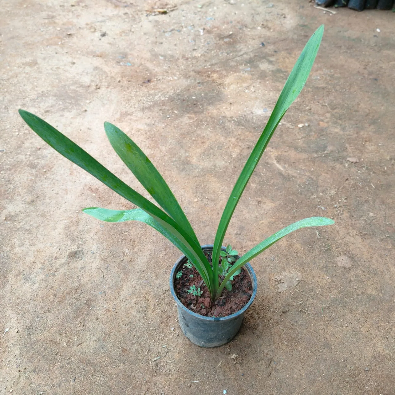 Amanthus Lily (Red) in 5 Inch Nursery Pot
