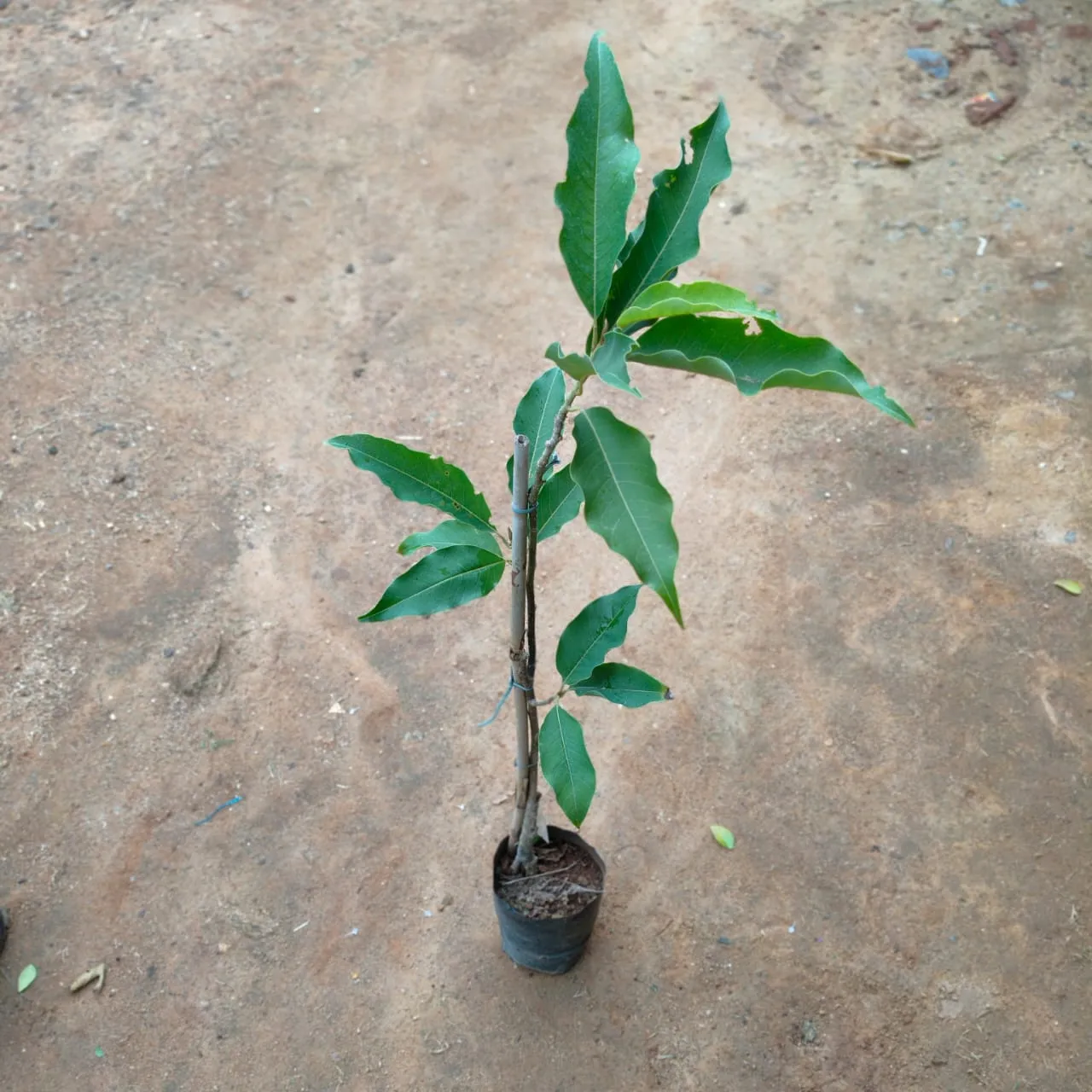 Aam / Mango All Season Plant in 4 Inch Nursery Bag