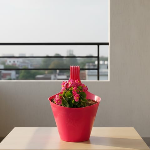 Begonia (Pink) in 8 Inch Red Single Hook Hanging Plastic Pot