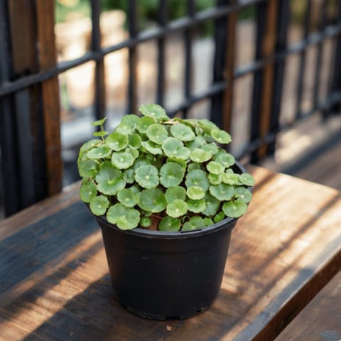 Brahmi Dollar / Pennywort / Coin Plant in 5 Inch Nursery Pot