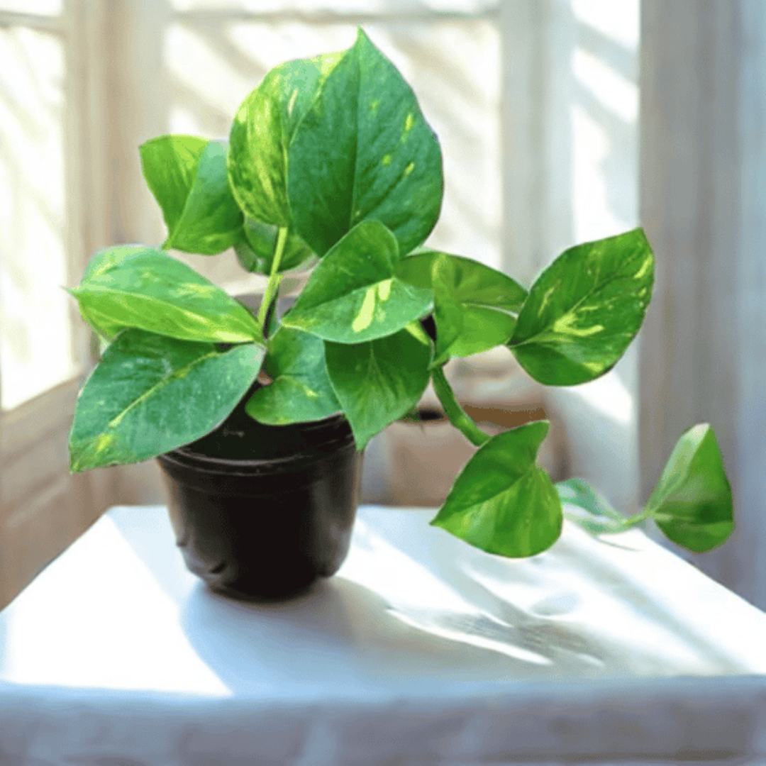 Money Plant in 4 Inch Nursery Pot