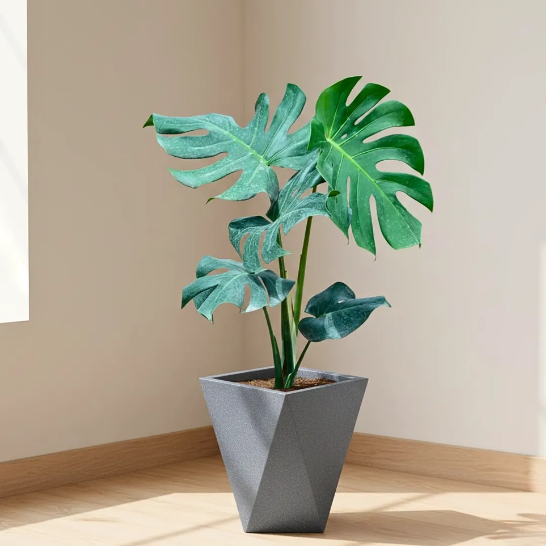 Monstera Deliciosa in 8 X 12 Inch Grey Premium Fantasia Fiberglass Planter - Durable large size decoratiive fiber pot for indoor outdoor plants with 5 year warranty
