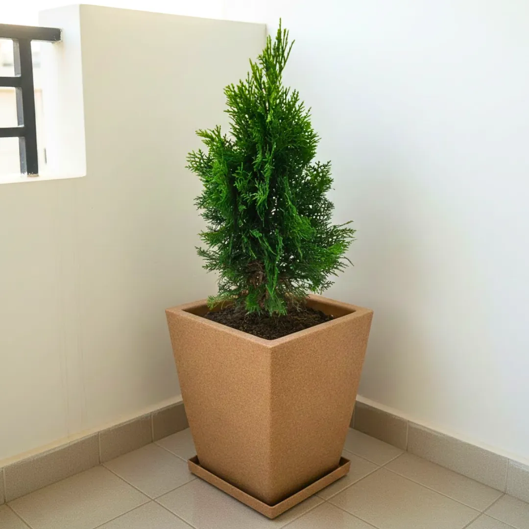 Morpankhi (~ 1.5-2 Ft) in 12 X 10 Inch Sandstone Premium Blaze Fiberglass Planter