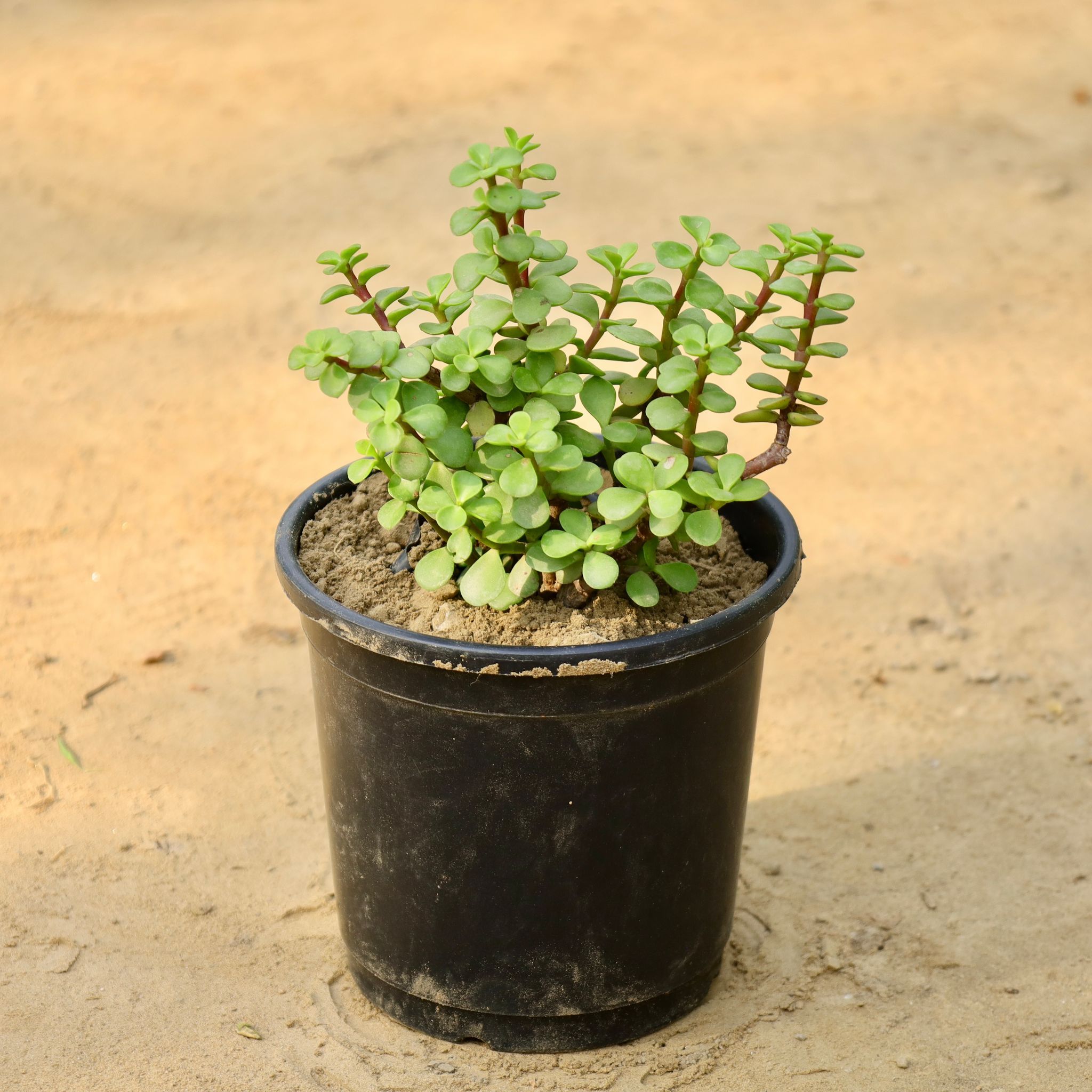 Lucky Jade Plant in 4 inch Nursery Pot