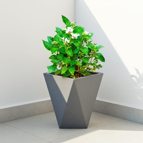 Pentas White in 8 X 12 Inch Grey Premium Fantasia Fiberglass Planter