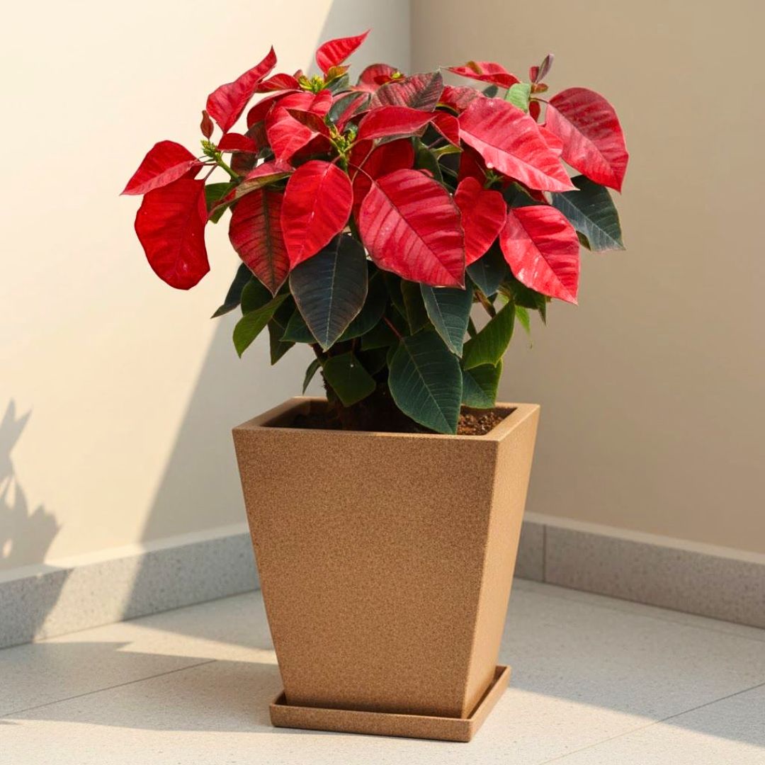 Poinsettia / Christmas Flower Red in 12 X 10 Inch Sandstone Premium Blaze Fiberglass Planter