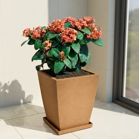 Ixora Orange in 12 X 10 Inch Sandstone Premium Blaze Fiberglass Planter