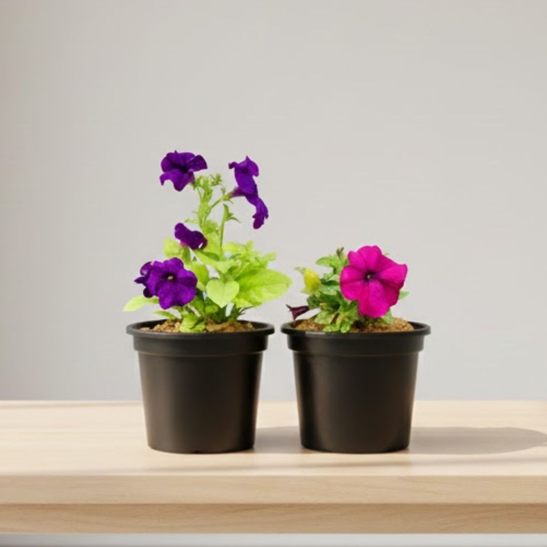 Winter Bloom Set of 2 - Petunia (any colour) in 6 Inch Nursery Pot