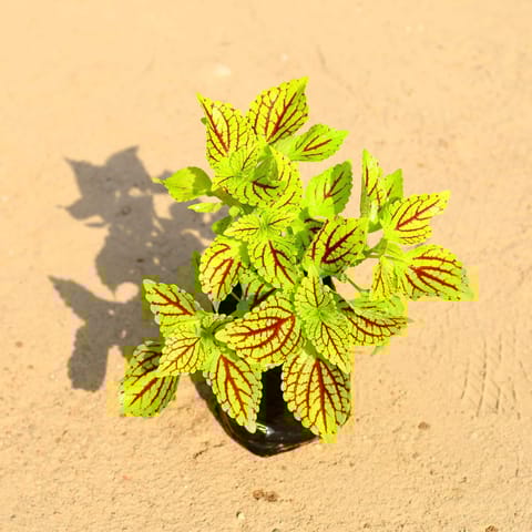 Coleus (any colour) in 4 Inch Nursery bag