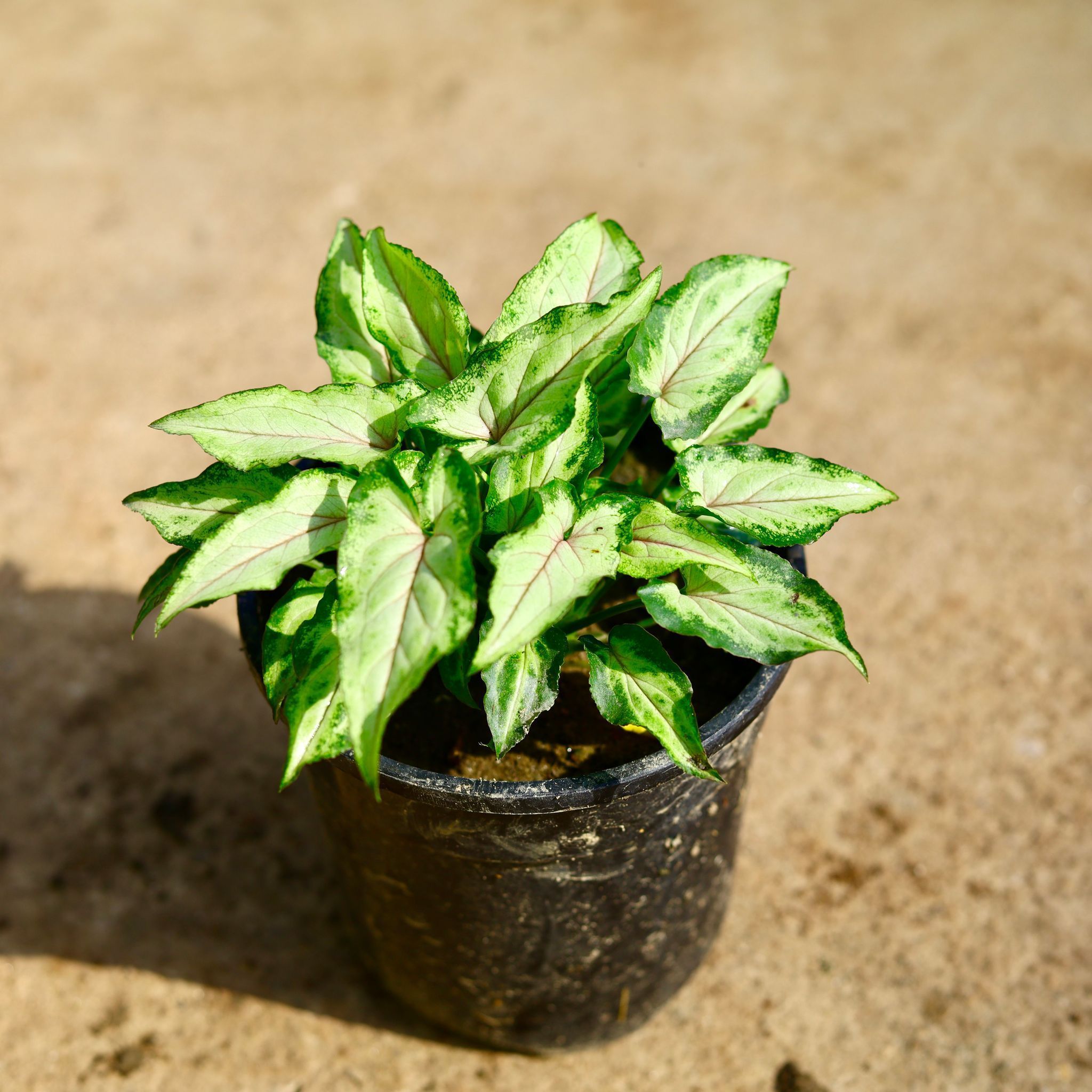 Syngonium Yammi in 4 Inch Nursery Pot