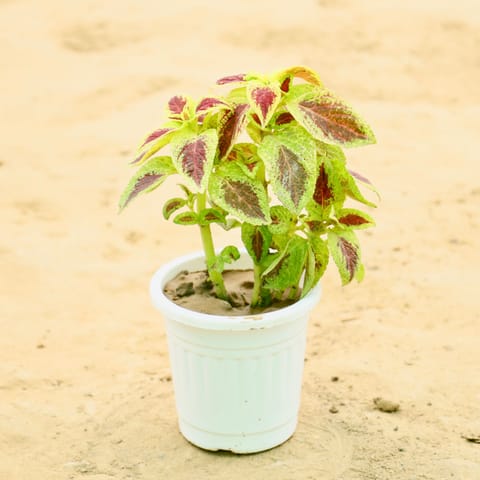 Coleus (Any Colour)  in 4 Inch Nursery Pot