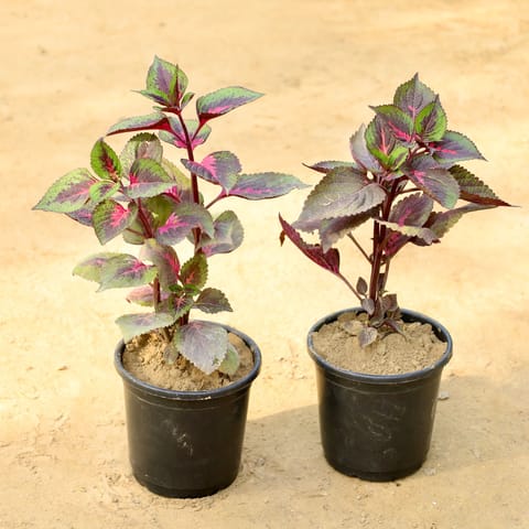 Set of 2 - Coleus (Any Colour) in 6 Inch Nursery Pot