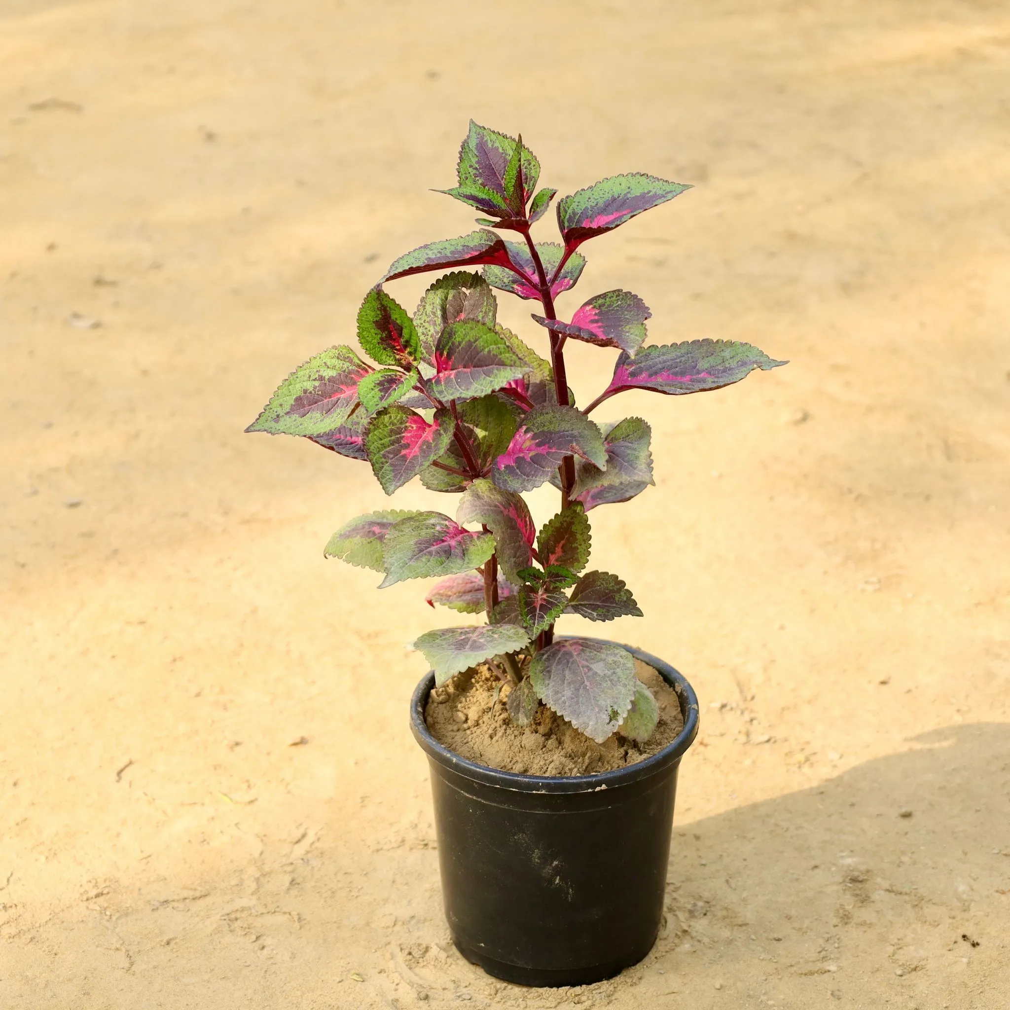 Coleus (Any Colour)  in 6 Inch Nursery Pot