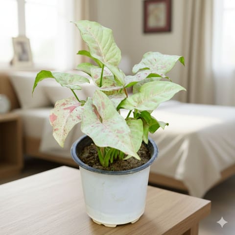 Air Purifying Indoor Plant - Syngonium Candyfloss in 4 Inch Nursery Pot