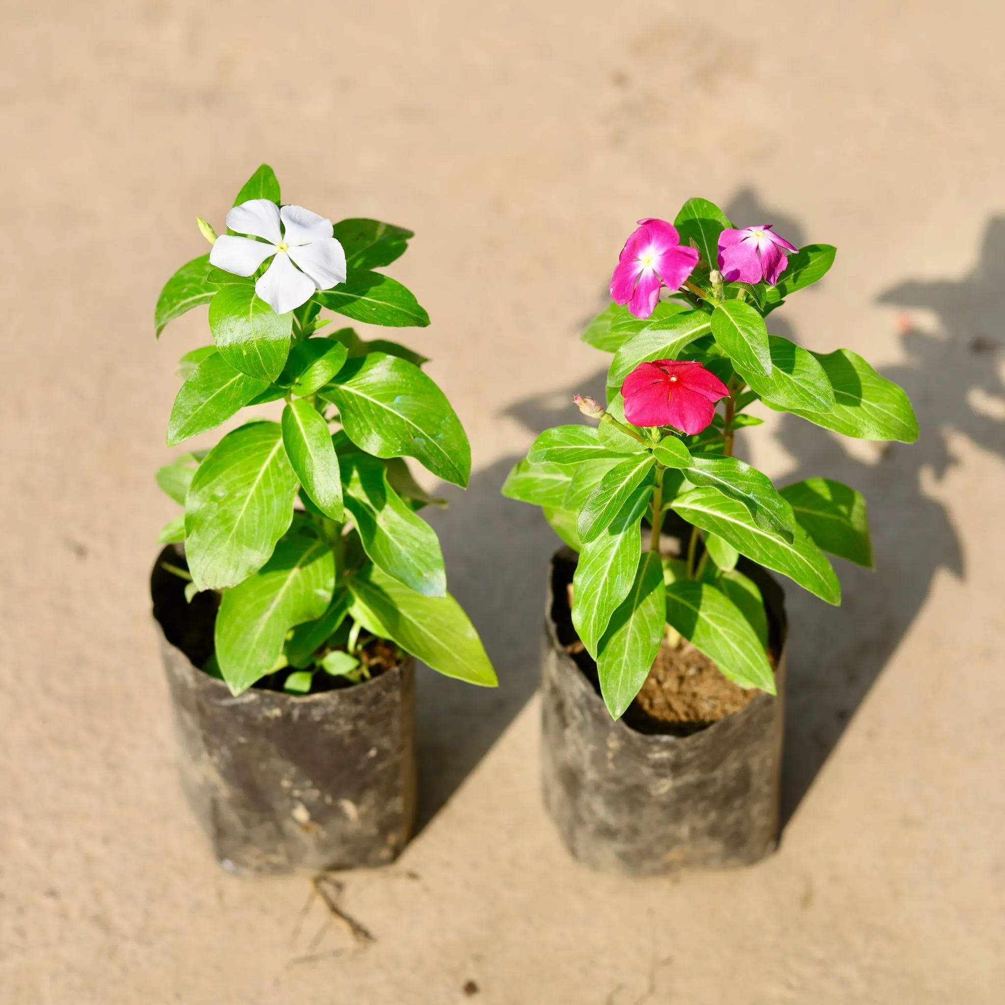 Set of 2 - Periwinkle / Vinca / Sadabahar (any colour) in 4 Inch Nursery Bag | Sunlight Flowering