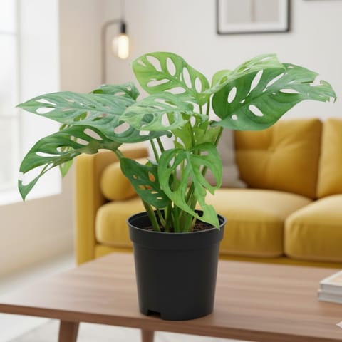 Monstera Broken Heart in 4 Inch Nursery Pot