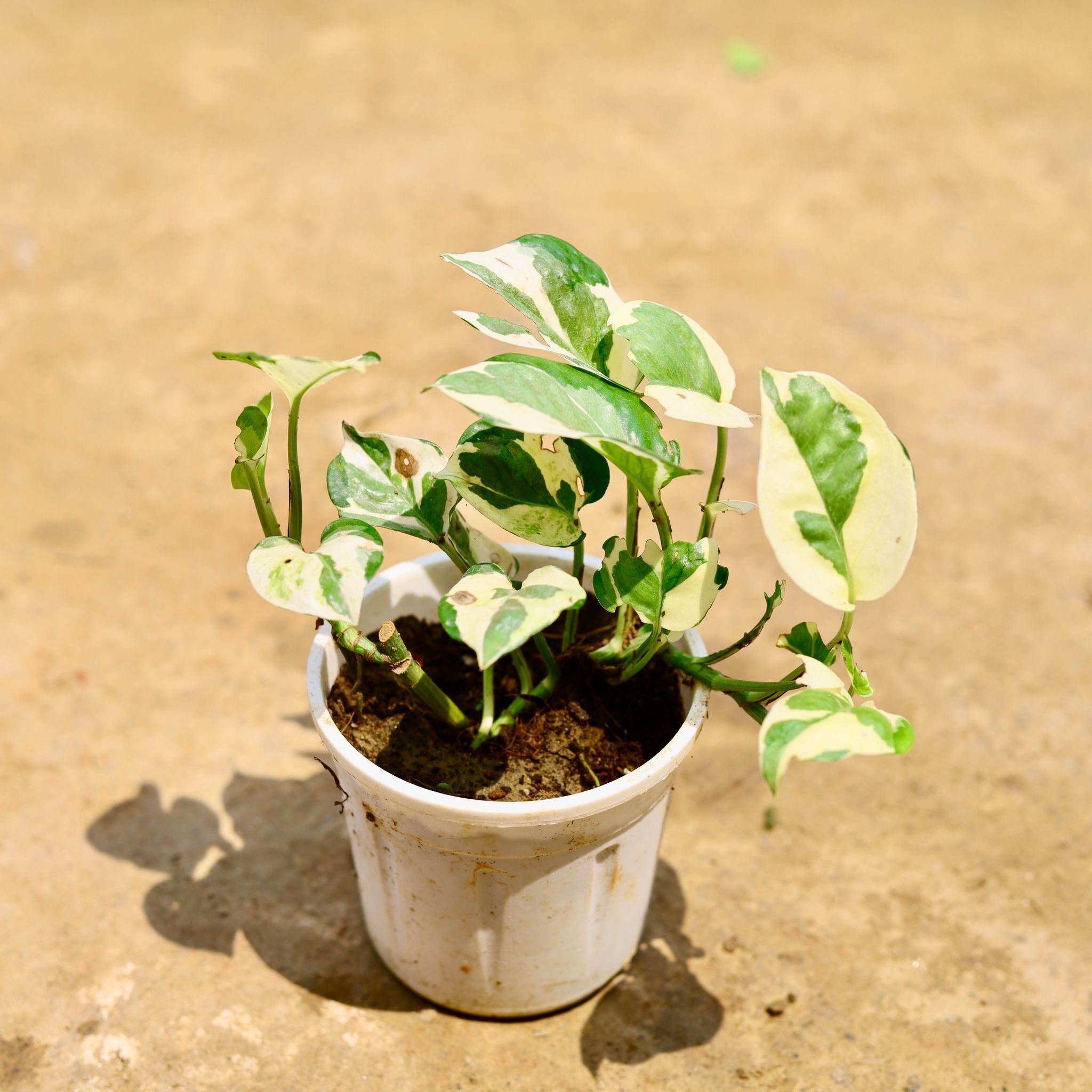 Money Plant N'Joy in 4 Inch Nursery Pot